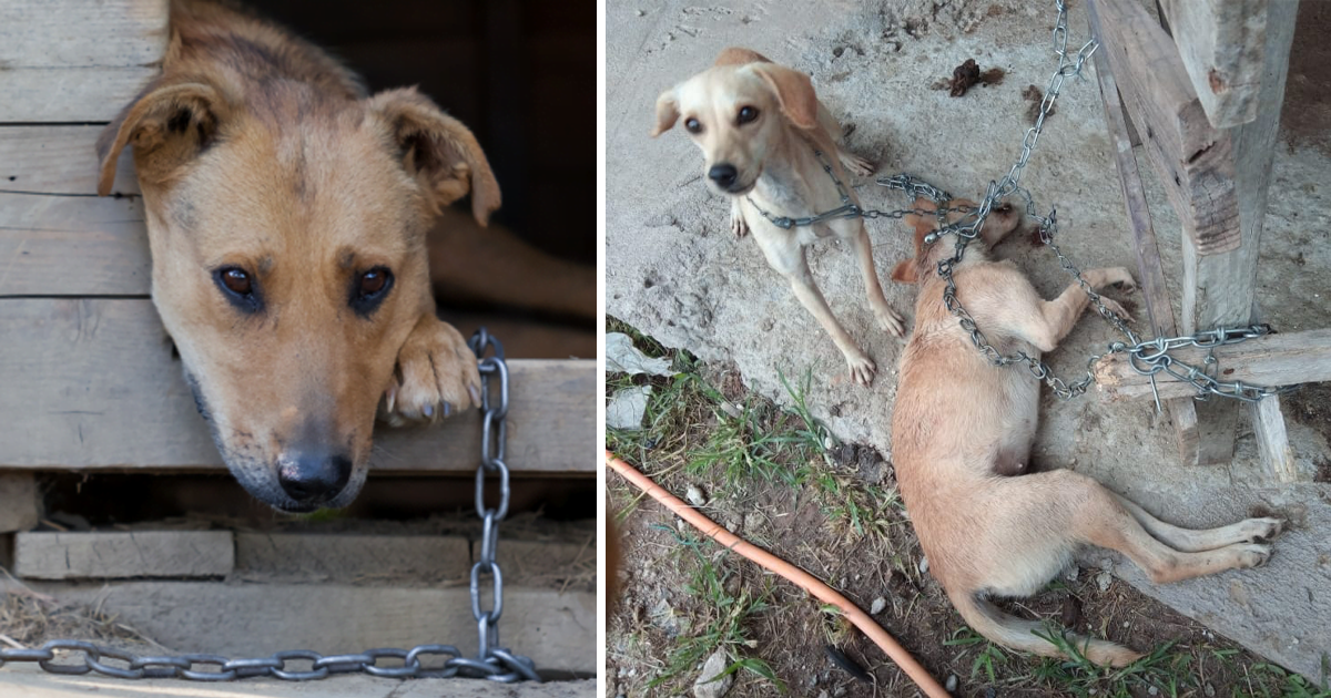 Read more about the article A heartbreaking moment when a chained dog on the streets cries out for help, unconscious. ​