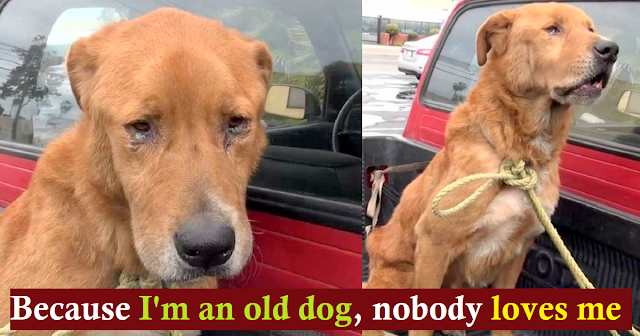 Read more about the article A sad and hungry elderly dog that had been abandoned by his family was discovered on the street.