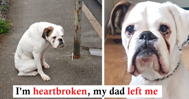 You are currently viewing A boxer dog that had been left behind and tied to a lamppost was left to wait with sad eyes. 