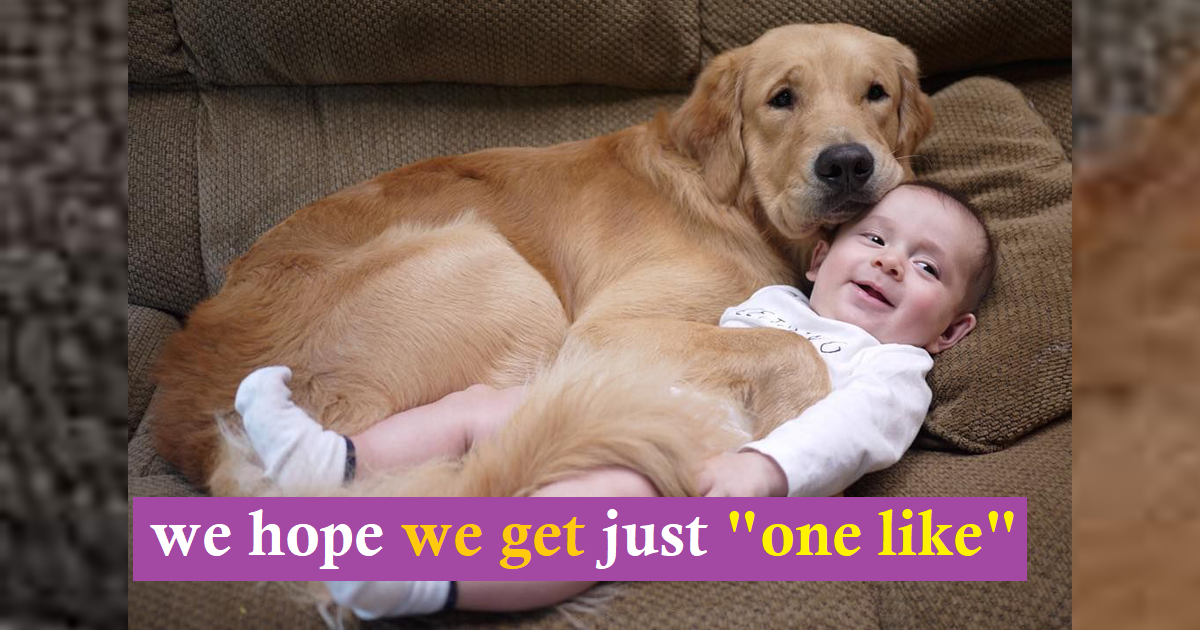 Read more about the article An adorable demonstration of dog devotion: a perceptive dog keeps watch over a sleeping infant, giving tender hugs during a poignant moment. 