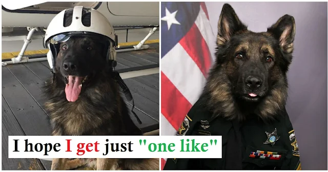 You are currently viewing Special K9 officer poses in full uniform for his new ID badge
