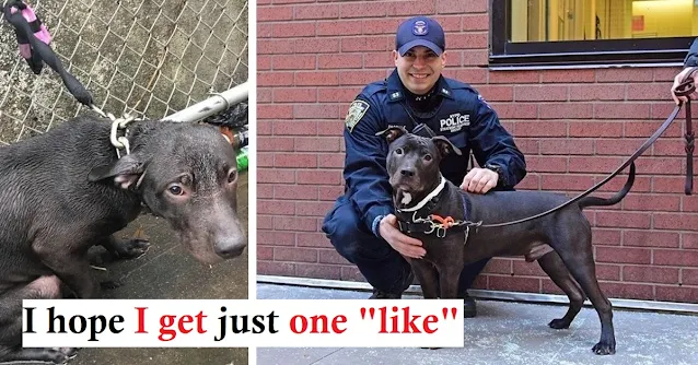 You are currently viewing Officer Adopts Abandoned Dog He Rescued In The Rain