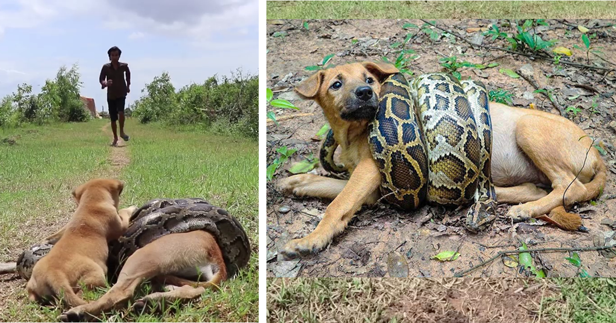 Read more about the article Fearless Dog Cries for Assistance and Battles to Preserve Mother Dog from Massive Python Onslaught