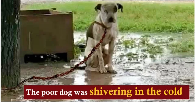 Read more about the article Slighted by his owner, a chained dog couldn’t sleep and just wanted one thing.