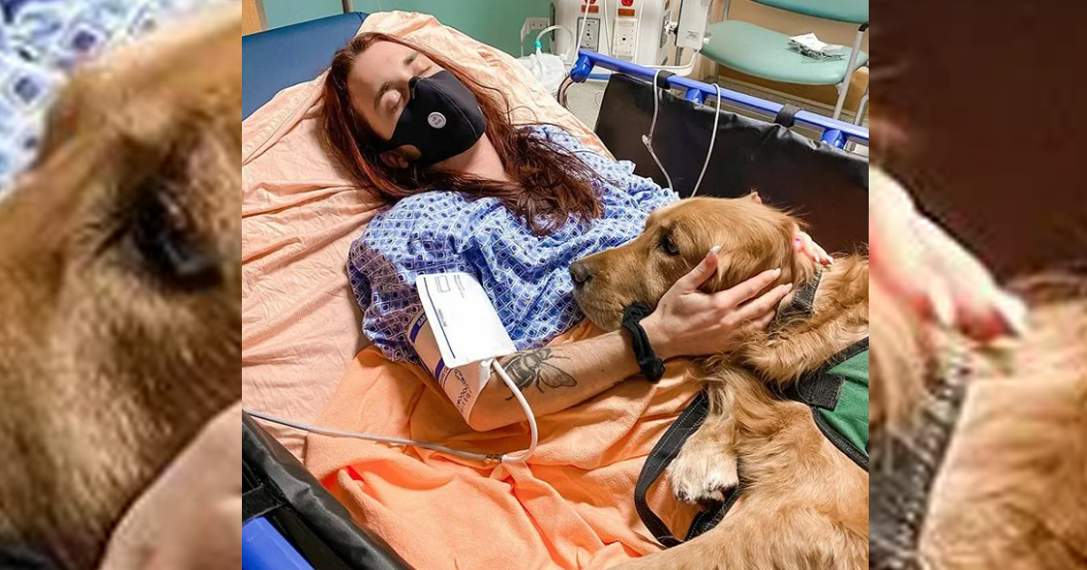 You are currently viewing A human family overcame sickness thanks to the dog’s unwavering loyalty as they came together to care for their cherished pet. 
