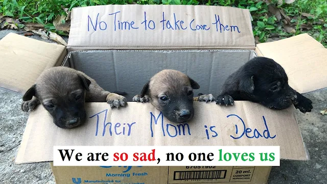 You are currently viewing The three pups who were left outside in the box were saved by a good-hearted boy. 