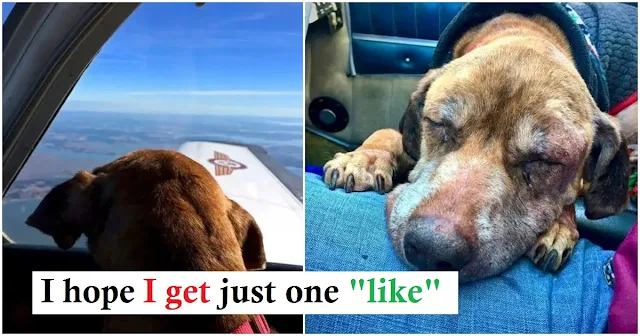 You are currently viewing Pilot flies terminal shelter dog 400 miles to spend her last days with a loving family