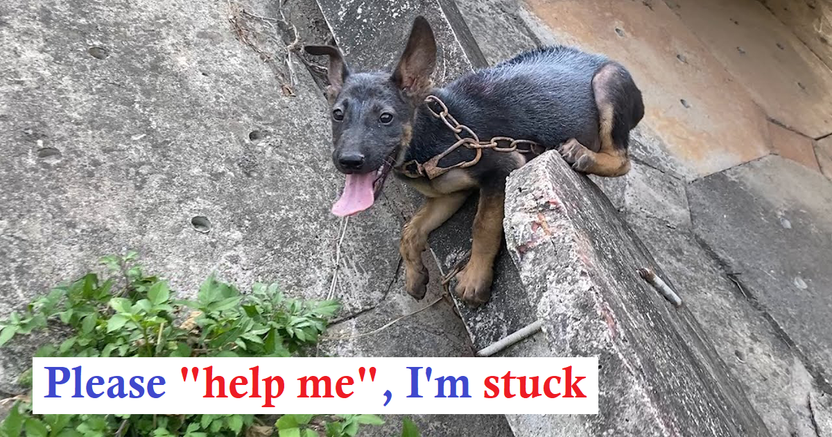 Read more about the article The dramatic rescue of an abandoned puppy, discovered clinging to a concrete pole beneath a highway bridge, is undeniably heart-stopping, considering the perilous and terrifying circumstances.