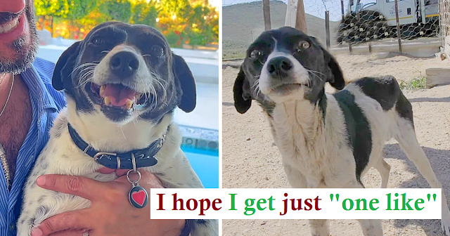 Read more about the article Unwanted Dog Beats Cancer And Gets Her Loving Forever Home