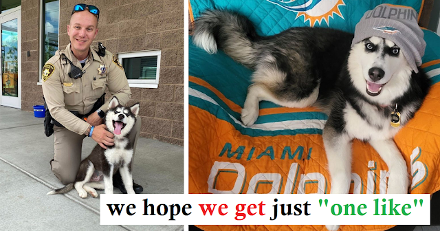 Read more about the article Husky rescued from 113-degree car now living her best life with new family