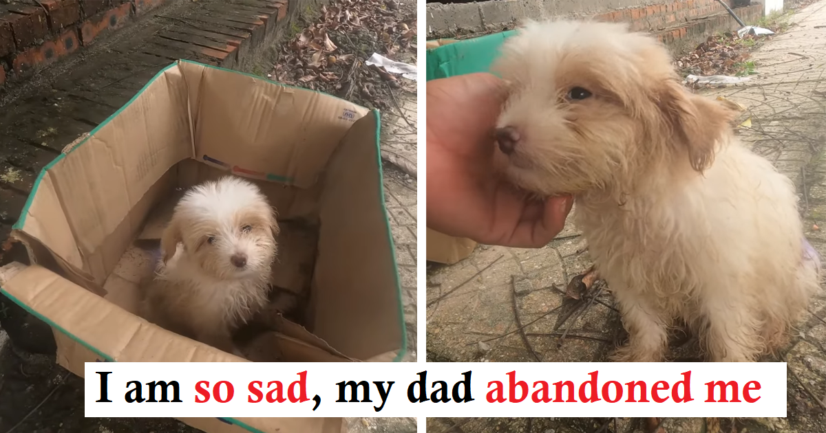 Read more about the article This unfortunate little dog was callously abandoned inside a cardboard box on a deserted street. Let empathy guide your actions toward him
