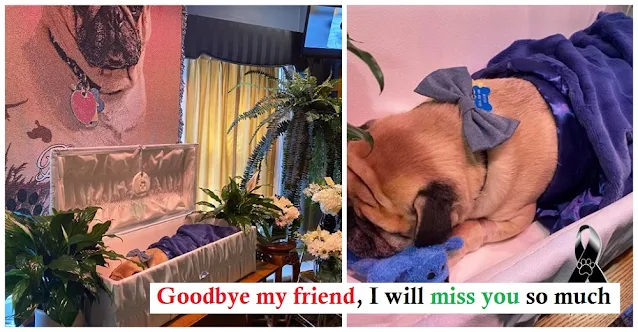 You are currently viewing Man holds funeral to say goodbye and honor his beloved dog