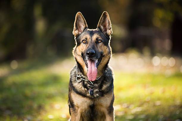 You are currently viewing Unveiling the Fascinating World of German Shepherds: 10 Intriguing Facts