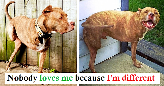 You are currently viewing His Only Fault Is That He’s Being A Pitbull, Dog Gets Shot Ends Up Losing Both Right Limbs
