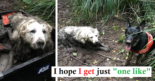 Read more about the article A hero dog. A rescue dog saved the life of the missing family dog for already 40 hours stuck in the thick mud