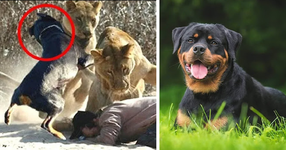 Read more about the article “Incredible Bravery: A Dog’s Courageous Confrontation with Two Lions to Save the Life of His Beloved Owner”. ‎  October 21, 2023