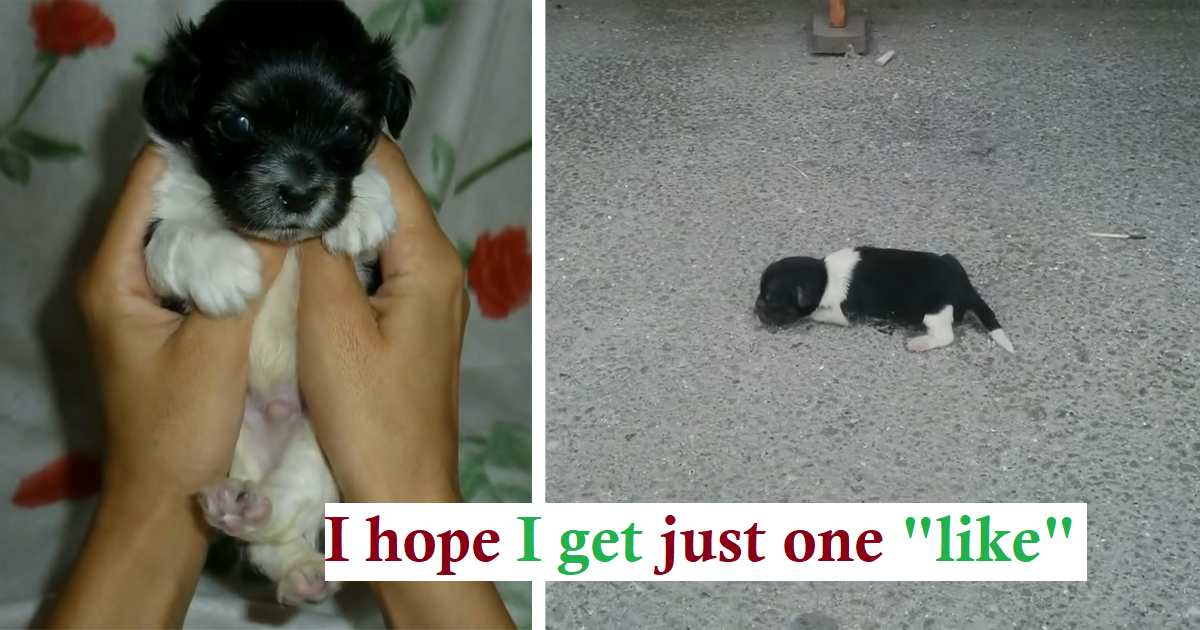 Read more about the article Newborn puppy Was Dumped on The Street, Crying – Still Finds It In Himself To Trust Humans