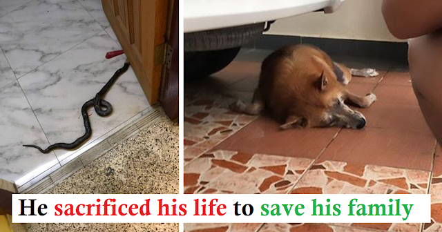 Read more about the article True hero. A faithful dog protects his family members from poisonous snake that entered the house