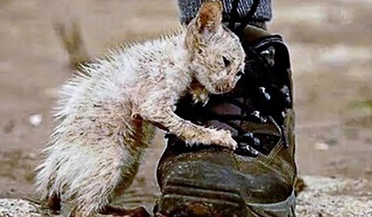Read more about the article A POOR CAT CLINGING ONTO A BOOT IN THE STREET WAS NEGLECTED BY PEOPLE, LUCKILY ONLY A MAN COULD SAVE HIM AND GIVE A SECOND CHANCE TO LIVE