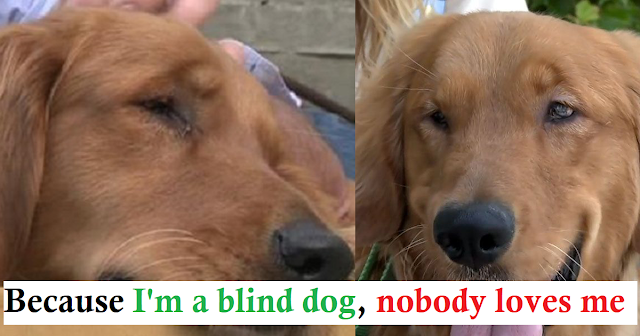 You are currently viewing Blind Golden Retriever Abandoned In A Field Finds The Perfect Home