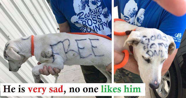You are currently viewing Abandoned Dog Found with ‘Free’ and ‘Good Home Only’ Written On Body
