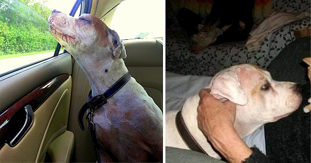 Read more about the article Girl Takes Her Dying Dog On One Last Car Ride, Dog’s Face Makes Family Tear Up