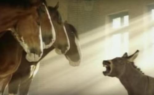 You are currently viewing TINY DONKEY WANTS TO BE A CLYDESDALE SO BADLY THAT HE’S GOT THE INTERNET IN STITCHES AS HE MAKES HIS CASE