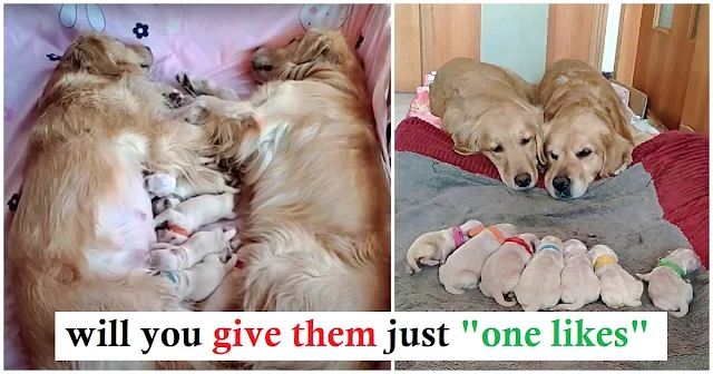 Read more about the article First-Time Golden Retriever Parents Watch Over Their Newborn Babies Together