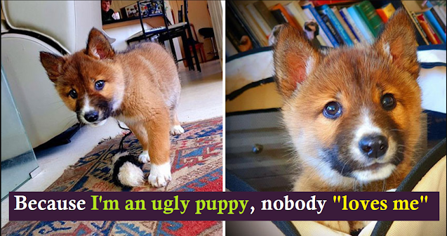 You are currently viewing Stray Puppy Found in Australia Turns Out to Be a Rare Breed of Endangered Dingo